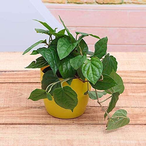 Mphmi Plant Piper Betel, Maghai Paan - Plant Naagarvel, Vidyache paan (B08T8767GR) Amazon Price History, Amazon Price Tracker