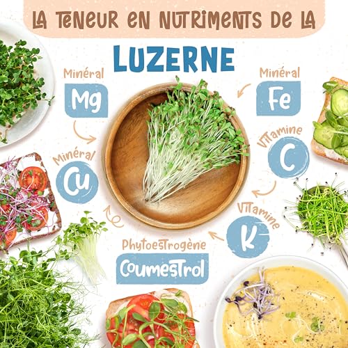 Graines de alfalfa microgreens bio luzerne à germer sachet 500g - 5