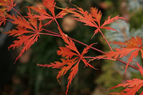 Upright Green Laceleaf 'Seiryu' Japanese Maple 3 - Year Live Plant #TOP6