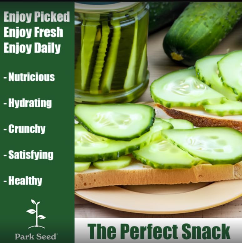 Park Seed Mini-Me F1 Organic Cucumber Seeds – Mini Beit Alpha Variety, Snack-Sized, Smooth Skin, Parthenocarpic, High-Yielding Vines for Indoor, Hydroponic, or Garden Growing – Pack of 100