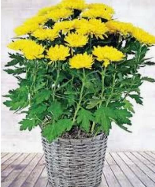See full amazon price history chart for NATURE WORLD PREMIUM CHERYSANTHEMUMS DHALIA CHAMANTHI HEALTHY ORGANIC LIVE PLANT NATURE WORLD PREMIUM CHERYSANTHEMUMS DHALIA CHAMANTHI HEALTHY ORGANIC LIVE PLANT (B0BJVG7BSY) Amazon Price History, Amazon Price Tracker