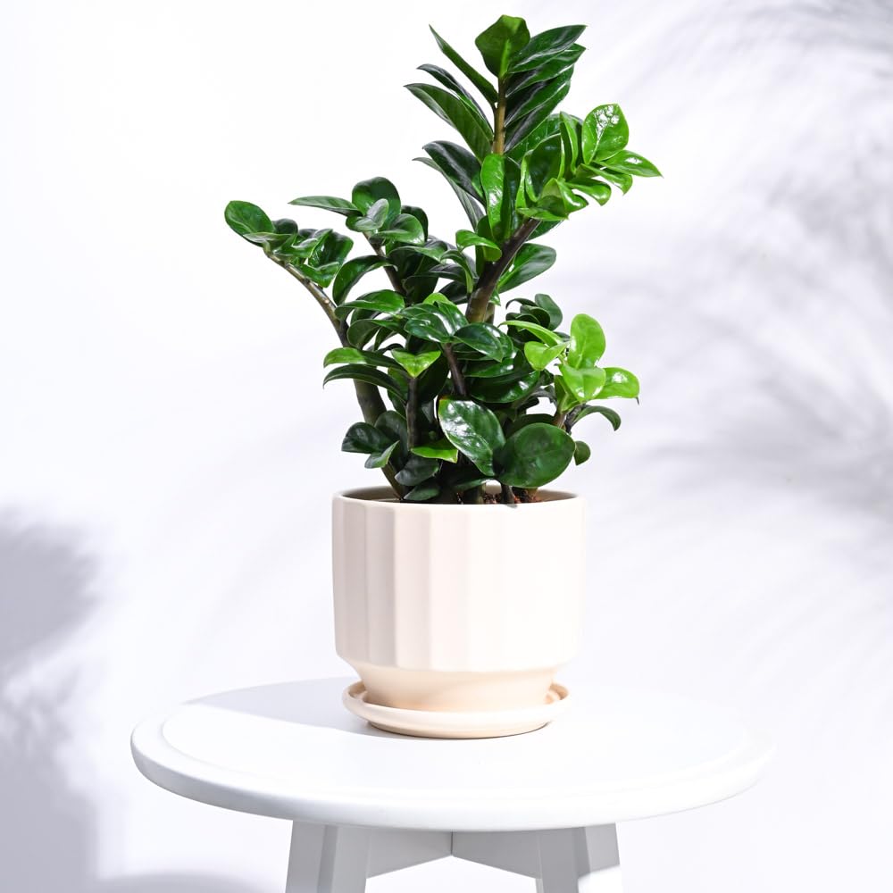 UGAOO Frosted Ceramic Pot for Indoor Plants (5 Inch, Ivory) (B0C23BGG71) Amazon Price History, Amazon Price Tracker