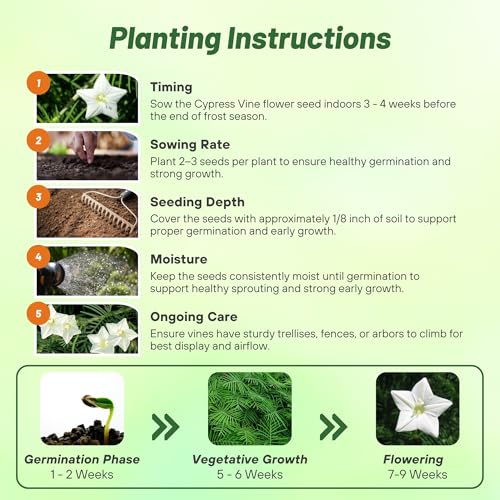 Image of Outsidepride White Cypress Vine Seeds - 200 Pcs Annual Flower Seeds with Nectar-Rich, Star-Shaped Flowers & Feathery, Fern-Like Leaves for Fences, Trellises, Pergolas & Vertical Gardens