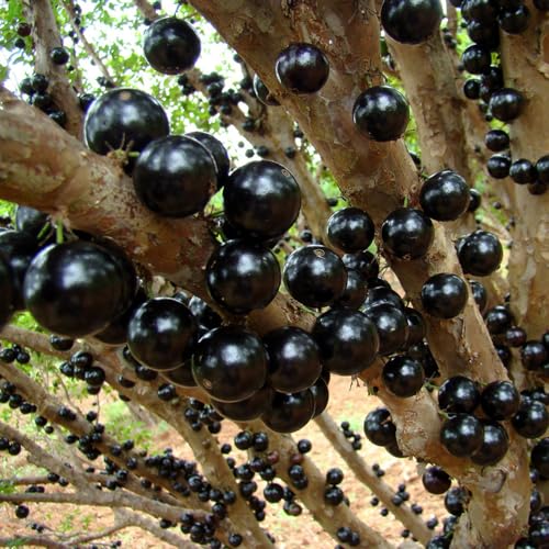 Genérico, Muda de Jabuticaba Olho de Boi 20 a 40cm AMK - Plantas Online