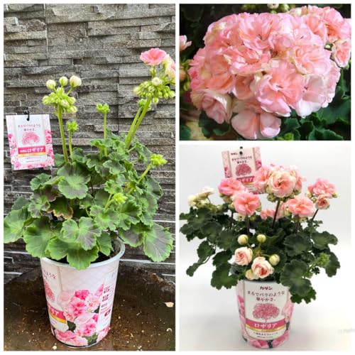 ゼラニウムオブザイヤー2021受賞 カダン ロザリア 八重咲きゼラニウム 鉢植えのサムネイル
