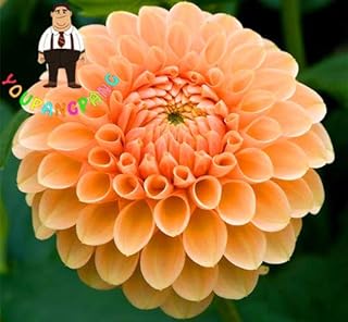 100 piezas semi di Fiori para Giardinaggio Pesca Colore rosa