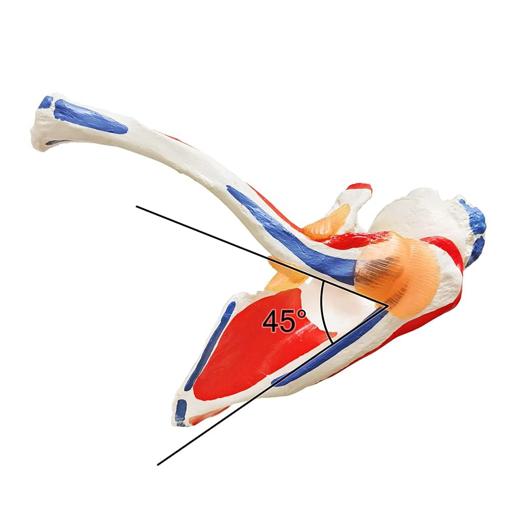 EVOTECH SCIENTIFIC Modelo de articulación del hombro de anatomía médica, colorido, réplica de la articulación del hombro Norma para consultorios médicos, material didáctico para la enseñanza médica