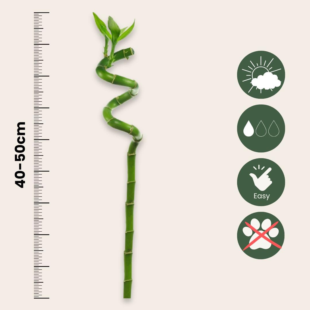 Plant in a Box - Dracaena sanderiana - Set de 12 - Lucky Bamboo - Plante de bambou porte-bonheur véritable - Hauteur 40-50cm