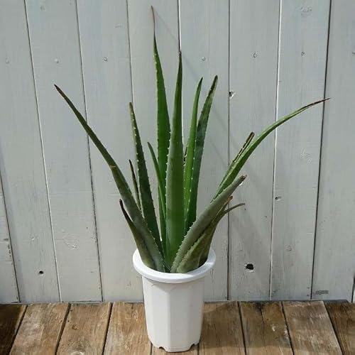 AG x c 5 1 A A ϗtA 250930