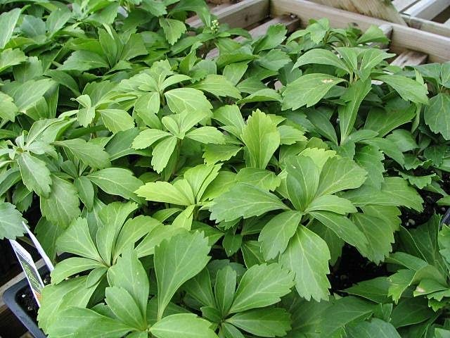 Amazon.com : 3 Pachysandra Japanese Spurge Evergreen Ground