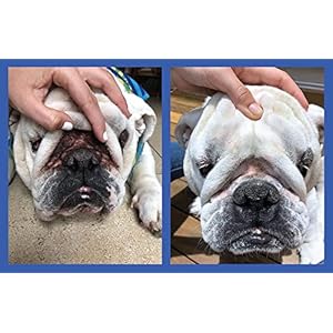 Squishface-Wrinkle-Wipes--5x7-Large-Dog-Wipes-Deodorizing-Tear-Stain-Remover--Great-for-English-Bulldog-Pugs-Frenchie-Bulldogs-French-Bulldogs-Any-Breed-5x7 - Cucciolini Doodles   Squishface-Wrinkle-Wipes--5x7-Large-Dog-Wipes-Deodorizing-Tear-Stain-Remover--Great-for-English-Bulldog-Pugs-Frenchie-Bulldogs-French-Bulldogs-Any-Breed-5x7
