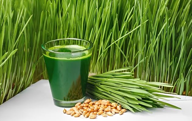 Ayodhyavati wheat grass seeds (1kg) Grow Your Nutrient-Packed Wheatgrass with Premium Seeds | Grows all Season Indoor and Outdoor (Pack 1 kg) (B0CDYH3ND5) Amazon Price History, Amazon Price Tracker