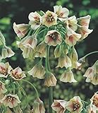 25 Allium Siculum Nectaroscordum Bulgarischer Lauch Blumenzwiebeln