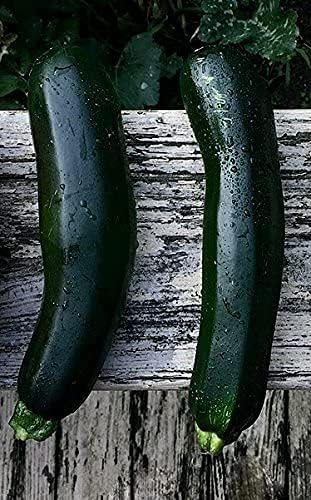 Miniatura 4 de RDR Seeds 20 semillas de calabaza de verano de calabacín Black Beauty - Cucurbita Pepo