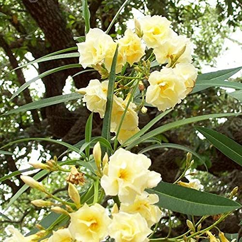 See full amazon price history chart for Aiden Gardens Rare Dwarf Double Yellow Nerium Oleander Arali Flower Plant - 1 Helathy Live Plant on Poly Bag Aiden Gardens Rare Dwarf Double Yellow Nerium Oleander Arali Flower Plant - 1 Helathy Live Plant on Poly Bag (B095X97N4V) Amazon Price History, Amazon Price Tracker