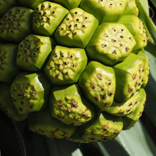 earthborn elements noni 200 capsules pure amp undiluted no additives