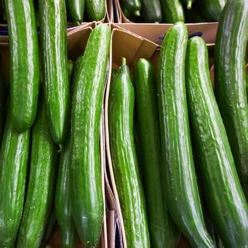Cucumber Carmen F1 Seeds – All Female Fruits, Up to 40cm Long – RHS Award of Garden Merit – for Your Beautiful Kitchen Garden