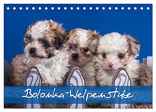 Bolonka Welpenstube (Tischkalender 2026 DIN A5 quer), CALVENDO Monatskalender (CALVENDO Tiere)