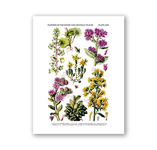 Gnosis Picture Archive Botanical Prints Wall Art Wildflowers Art Set Of 6 Unframed Art Prints #TOP7