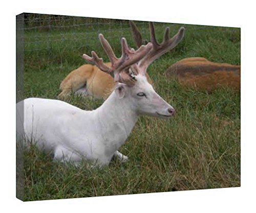 Toile Albino Buck encadrée en bois 40x50 cm pour décoration murale nature