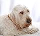 Bernsteinkette Hund | Bernsteinhalsband für Hunde und Katzen | Hundehalsband I Natürliches Halsband Hund aus echt Bernstein
