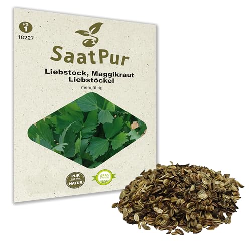 SaatPur Liebstöckel Samen Maggikraut samenfestes Samen Saatgut für ca. 80 Pflanzen Kräutersamen