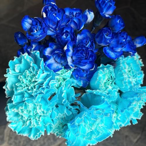 青 カーネーション」の人気商品一覧 | 安い商品を通販サイトから探す