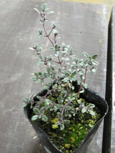 Amazon Co Jp シルバータイム 3号ポット 白い斑入りのタイムです 人気のカラーリーフで素敵なお庭を Diy 工具 ガーデン Amazon Co Jp シルバータイム 3号ポット 白い斑入りのタイムです 人気のカラーリーフで素敵なお庭を Diy 工具 ガーデン