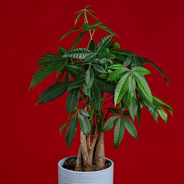 Live Money Tree Plant Pachira Aquatica with Braided Trunk ae3 | Lucky Indoor Plant, Home & Office Use, Easy Care, Prosperity Plant, Braided Trunk Design-picture-25