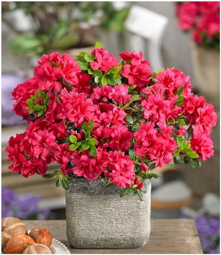 GrowOn Shrubs Dwarf Japanese Azalea Japonica 'Mother's Day' | Evergreen Shrub | Outdoor Garden Ready Plant | Spring and Summer Flowering | Red Flowers