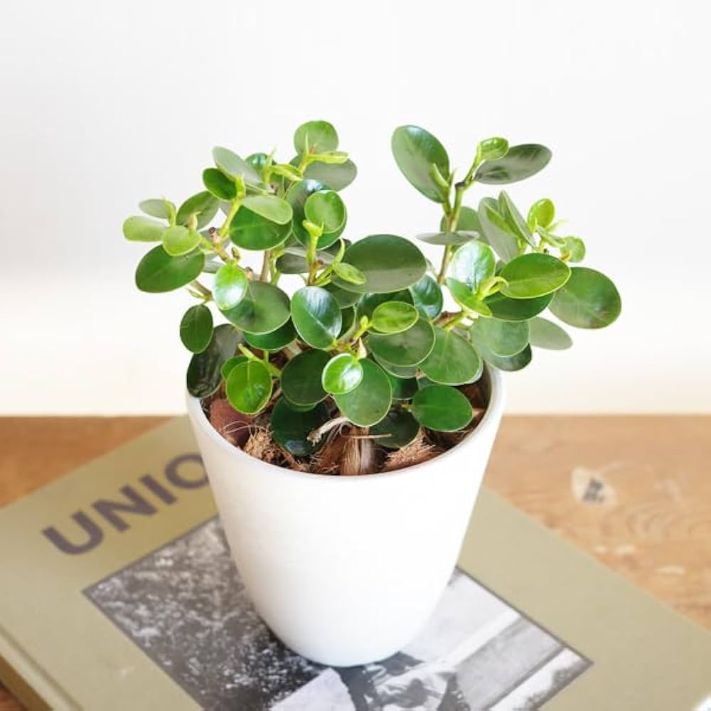 赤ちゃんパンダガジュマル ミニサイズ 観葉植物 楽天市場