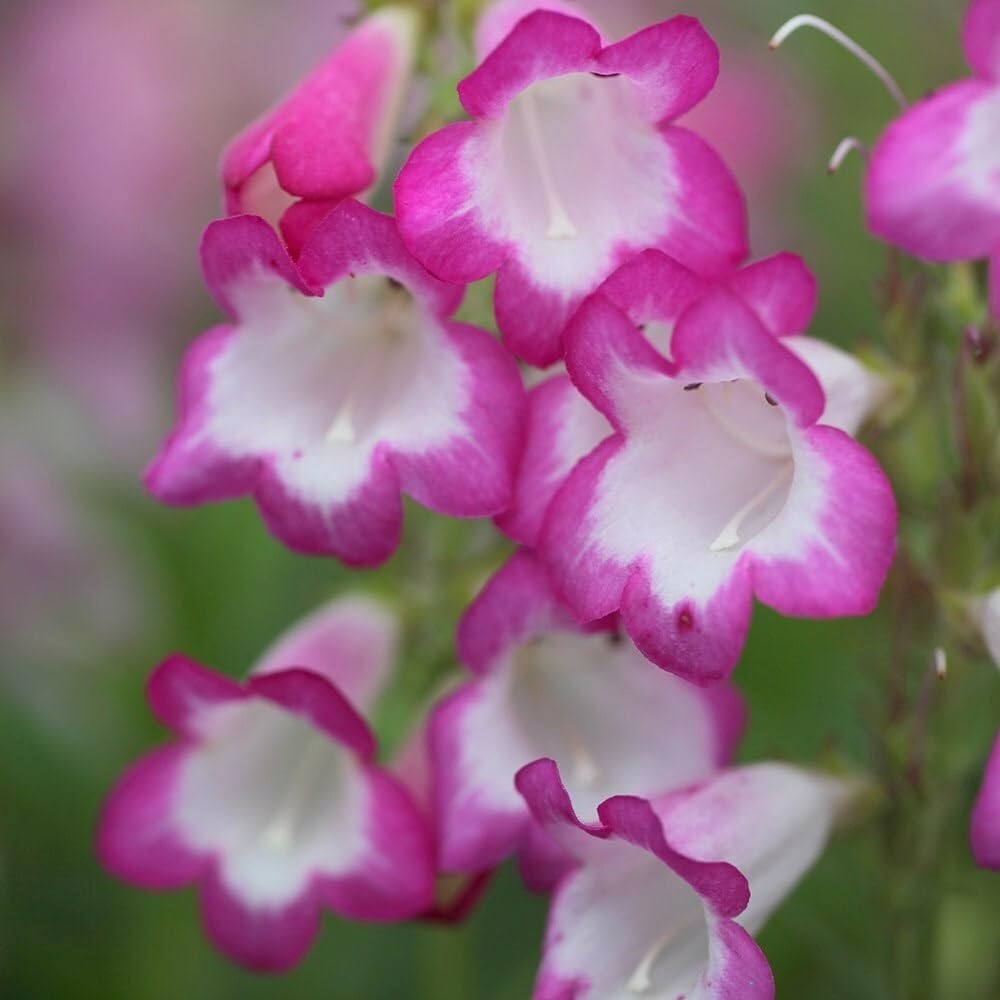 Plant Theory 9cm Pot Penstemon Pensham Laura Beard Tongue Perennial