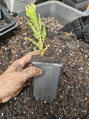 10-Pack Live Giant Sequoia Conifer FIR Trees 4 pots