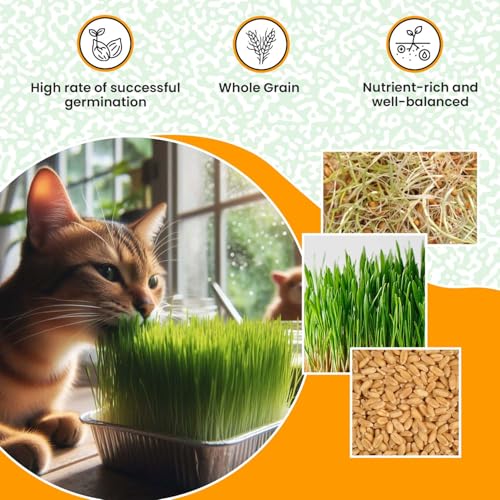 Image of Catgrass Growing Kit for Indoor & Outdoor Cats| Cat Grass Growing Kit with 4-Cocopeat Discs|3-Packets Of Chemical Free Wheat Grass Seeds| 1-Grass Planter| Easy To Grow