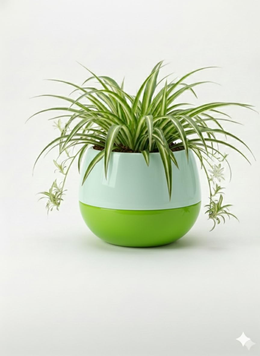 Chlorophytum ‘Ocean’ Spider Plant in Self-Watering Apple Pot | Air-Purifying Indoor Plant | Low-Maintenance Houseplant | Perfect for Home, Office & Gifting (Mint-green)-image-6