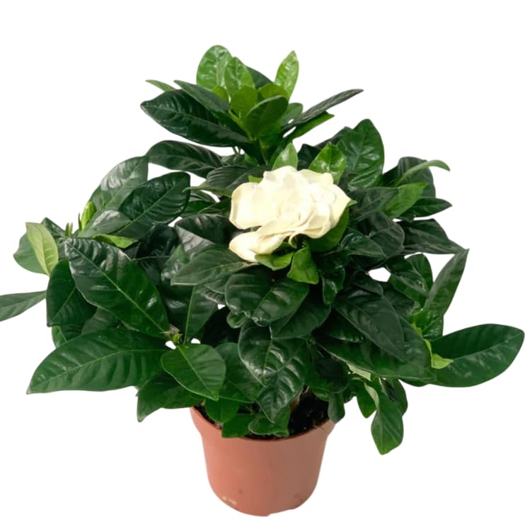 Jazmín de la India Vivo Planta Natural con Flores Blancas Perfumadas