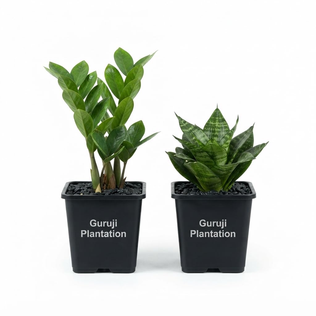 Guruji Plantation Set of 2 Selected Live Zz Plant, Snake Plant Combo – Natural Decorative Plants for Home & Balcony Décor with Pots-image-0
