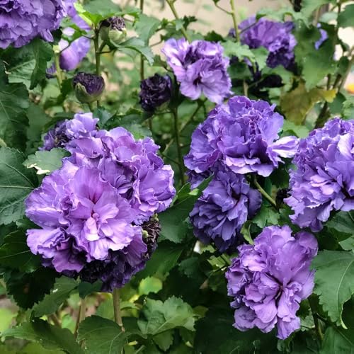 semillas de hibisco ornamentales, arbustos de hibisco resistentes verdes, decoración de jardín al aire libre, exóticas arbustos 130pcs