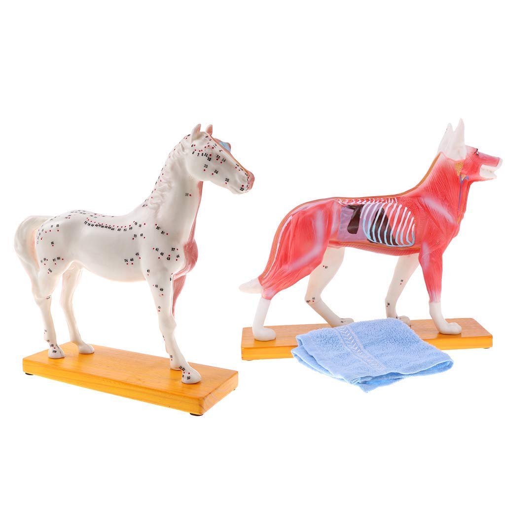 Anatomy model Dog/horse 2pcs acupuncture model animals dog model horse model acupuncture animal model with educational material for the acupuncture school