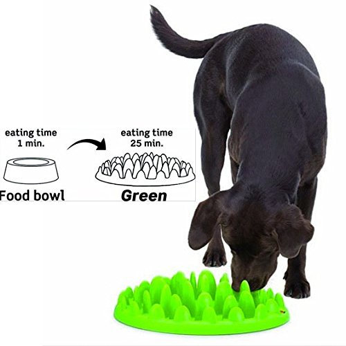 northmate Green Especial Anti schlingnapf Escudilla para perros fütt erungs de drenaje en Y Exterior