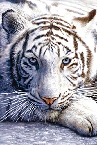 1art1 Grands Félins Poster Tigre Blanc Affiche Murale 91x61 cm