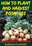 How to Plant and Harvest Potatoes for Beginners and Dummies