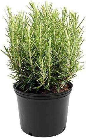 Soil Savers Real Live Rosemary Plant With Black Plastic Pot 4 Inch Size Pot (B0C7QBJVKX) Amazon Price History, Amazon Price Tracker