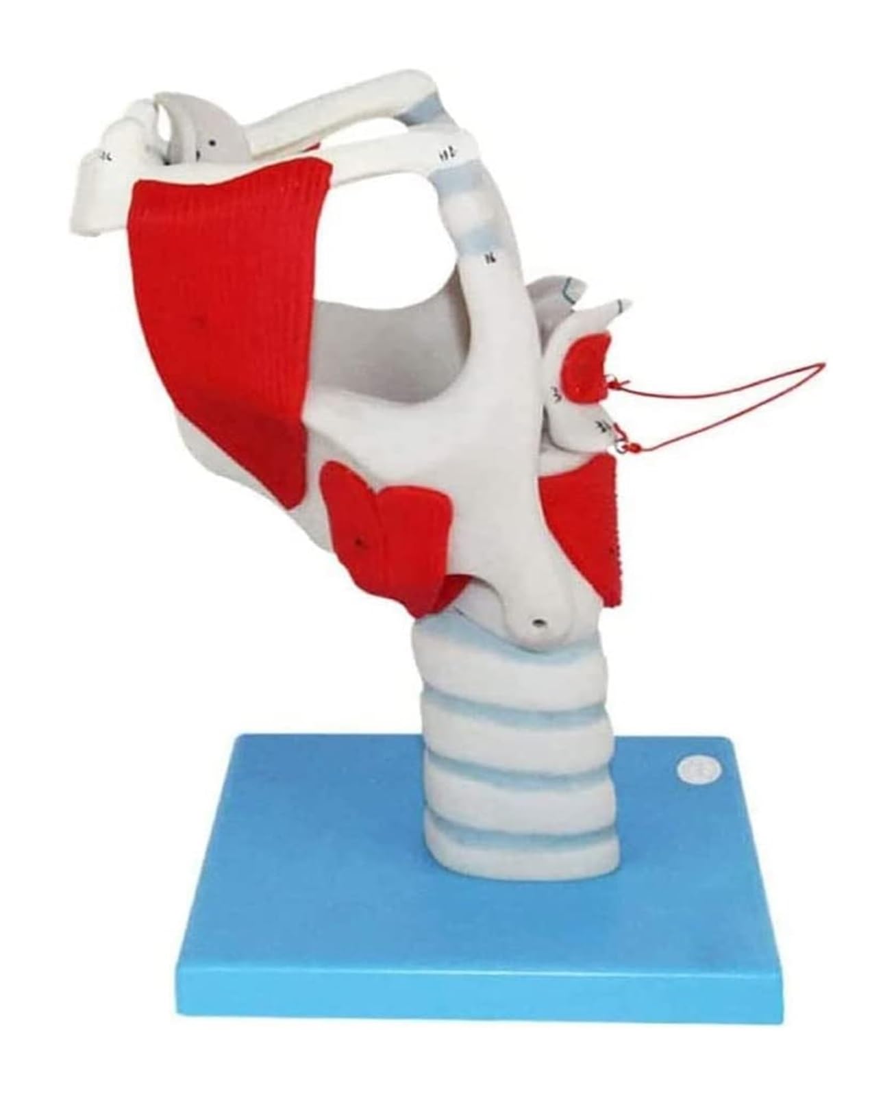 BUTKUS Modelo Anatómico De La Laringe Humana, Anatomía Médica De La Laringe Y El Pulmón for La Enseñanza De Clases De Ciencias Modelo De Exhibición Médica