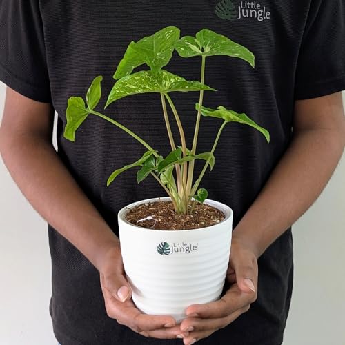 Image of LittleJungle Syngonium Panda Galaxy (very rare) - Healthy Live Plant with White Pot, Air Purifying Plant, Indoor Plants for Living Room, Gifting, Rare Plants, Balcony, Home Decor & Office Desk