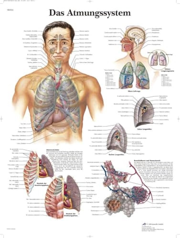 3B Scientific – Laminated Shoulder & Elbow Chart – Anatomy & Pathology – UV & Dust-Protected Poster for Study, Teaching & Clinics