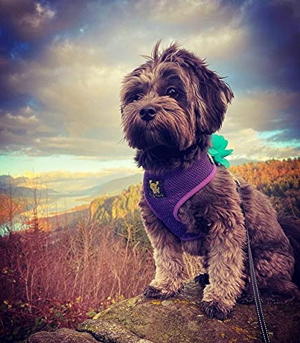 Image of Classic Dog Harness Innovative Mesh No Pull No Choke Design Soft Double Padded Breathable Vest for Eco-Friendly Easy Control Walking Quick Release for Puppies Toy Breeds & Medium Dogs (Med, Purple)