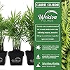 Neanthe Bella Parlor Palm - Live Plant in a 4 Inch Pot - Chamaedorea Elegans - Beautiful Clean Air Indoor Houseplant #1