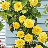 Sunrosa Yellow Rose Live Plant, Can Grow As Rose Bushes Shrubs or Climbing, Fragrant Ready to Plant, Starter Size, 5 to 10 Inc Tall, Dormant in Winter
