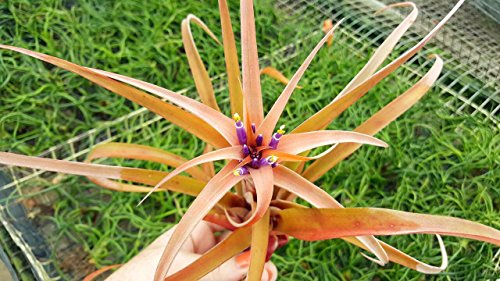 The Drunken Gnome Air Plants – Capita Peach Large– 1 Pack - Air Purifying Flowering Tillandsia For Terrarium, Fairy Garden Starter Kit, Home Office, Indoor Outdoor, Corporate Gift (1 Pack) #TOP3